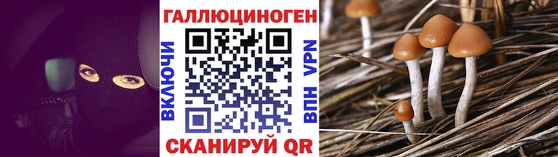 Купить где  Пущино  Псилоцибиновые грибы Psilocybe 